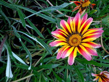 Bright flower №13906