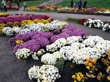 Квіти у парку №13832