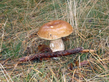 Білий гриб №13022