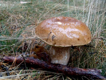 Білий гриб №13055