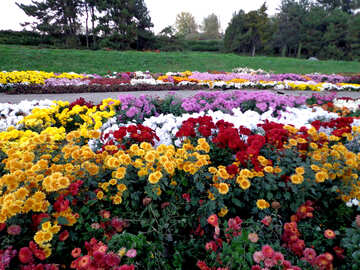 Квітучі хризантеми №13821
