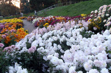 Багато квітів №13812