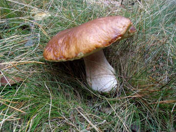 Cogumelos na floresta №13049