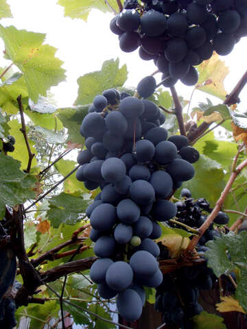 Racimo de uvas №13996