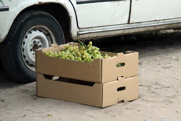 Sale of grapes №13691