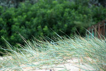 Grass on the sand №13859