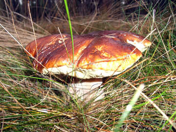 Large white mushroom sep №13024