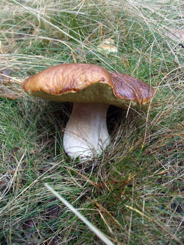 Vecchio fungo bianco №13013