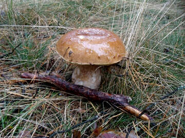 Bianco fungo in erba №13027