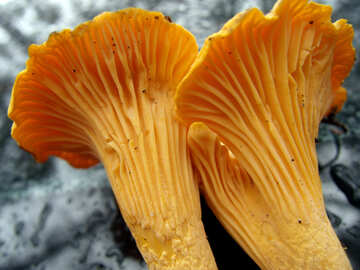 Крупно гриби лисички №13048