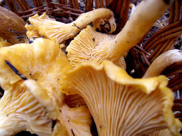 Chanterelle mushrooms №13018