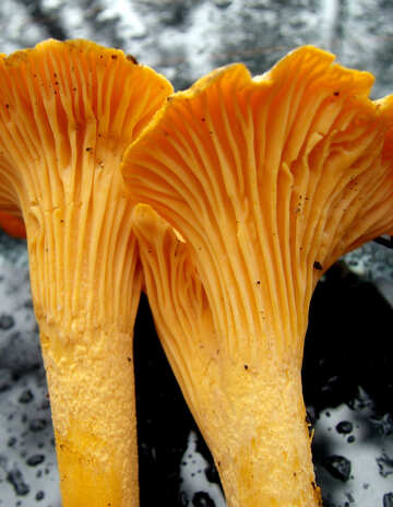 Chanterelle mushrooms №13031