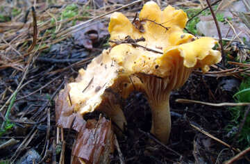 Chanterelle mushrooms №13043