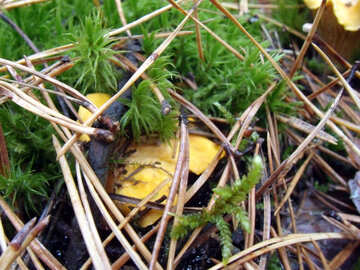 Chanterelle mushrooms grow №13042
