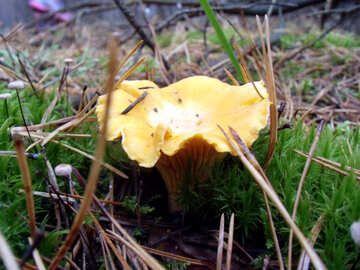 Ginger mushroom