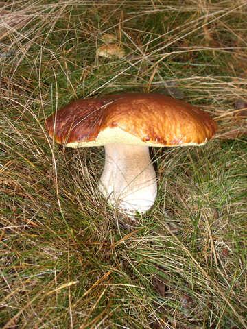 Tasty white fungus №13020