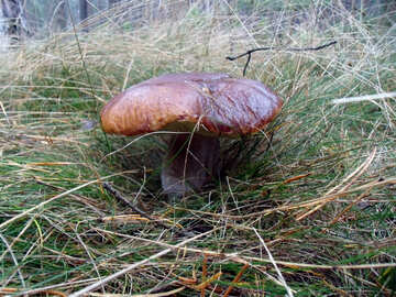 Branco cogumelos na floresta №13045