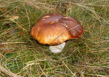 Mushroom  №13053
