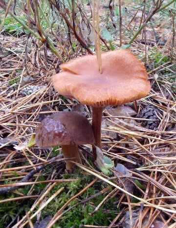Edible mushroom and toadstool №13034