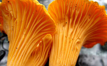 Chanterelle mushrooms №13030