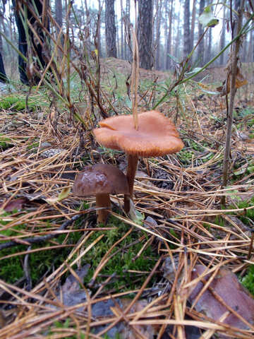 Різні гриби поруч №13052