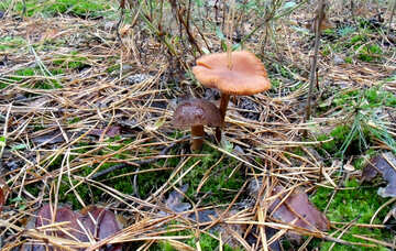 Edible and inedible mushrooms near №13054