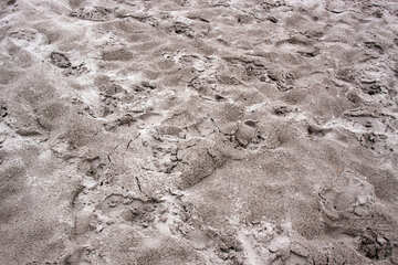 Footprints in the wet sand №13873