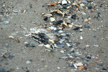 貝殻、砂の中 №13857