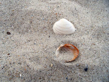 Shells in the sand №13513