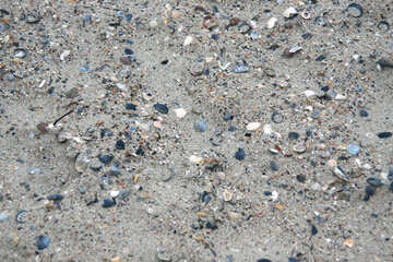 Textura de arena y conchas marinas №13840