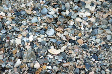 Beautiful seashells №13863