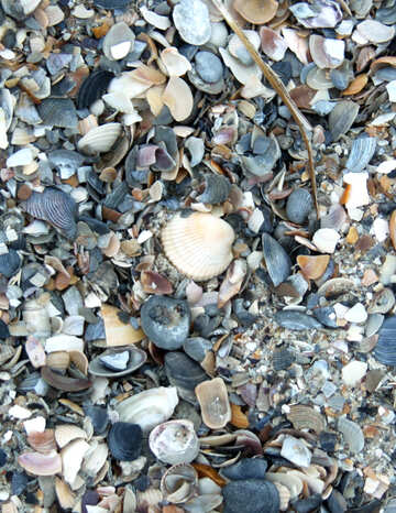 カラフルな貝殻 №13851