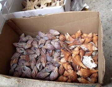 Selling seashells №13530
