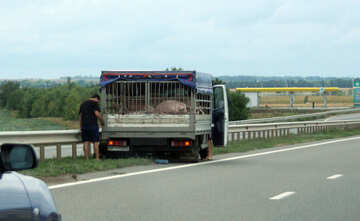 Accident carrier pigs №13249