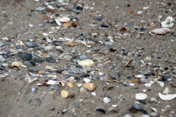Remnants of shells №13864