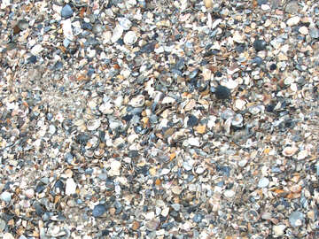 貝および小石 №13877