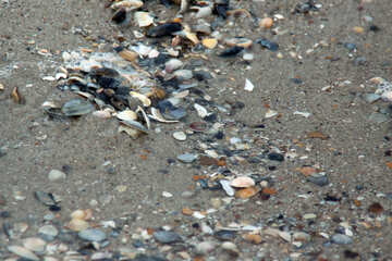 Shells in the surf №13849