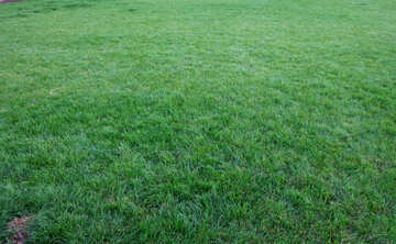 The texture of the lawn.