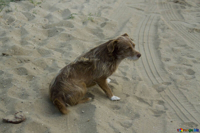 Mongrel on the sand №13955