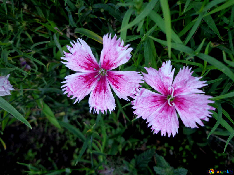 Carnation flower №13908
