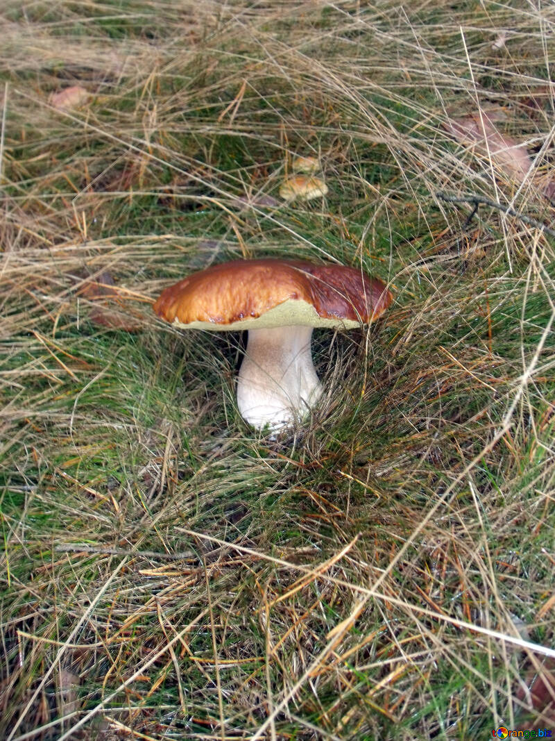 Білі гриби №13021