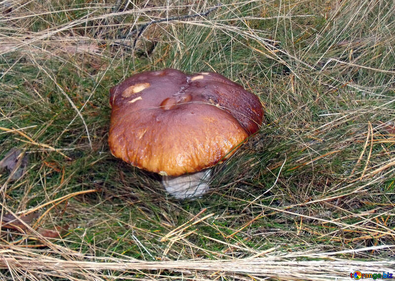 Величезний білий гриб №13036