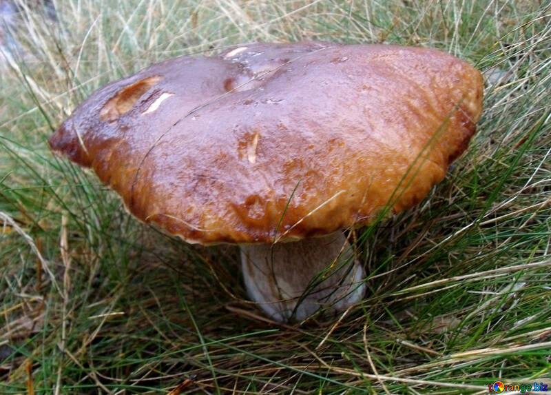 Старий білий гриб №13057