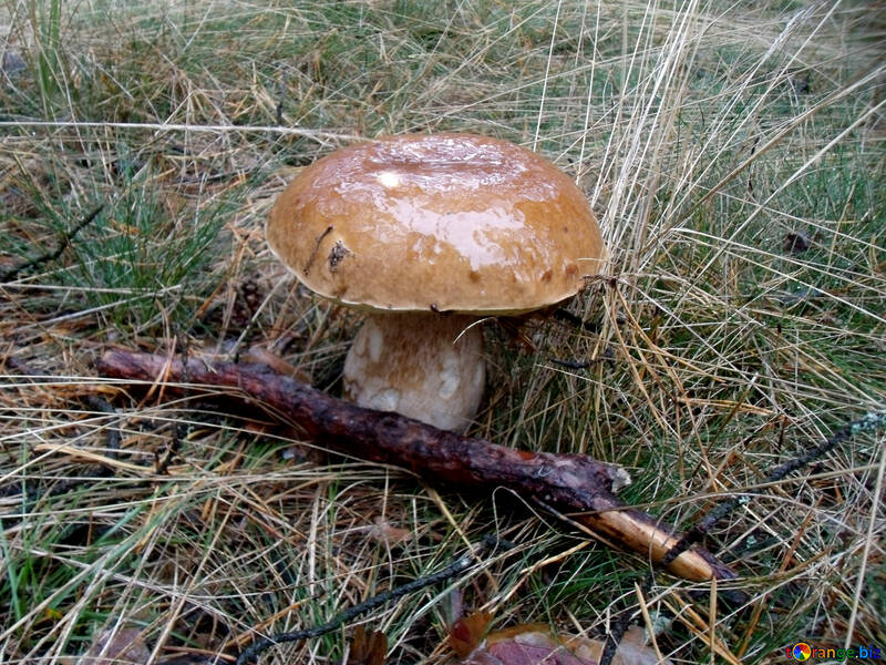 White mushroom in the grass №13027