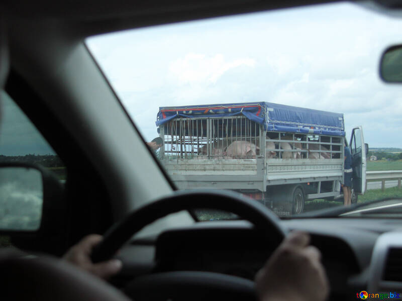 豚の輸送 №13244