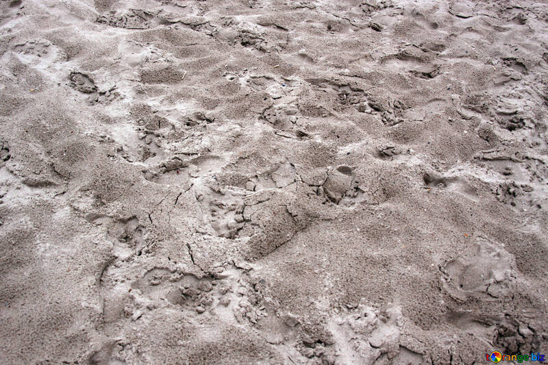 ぬれた砂の足跡 №13873