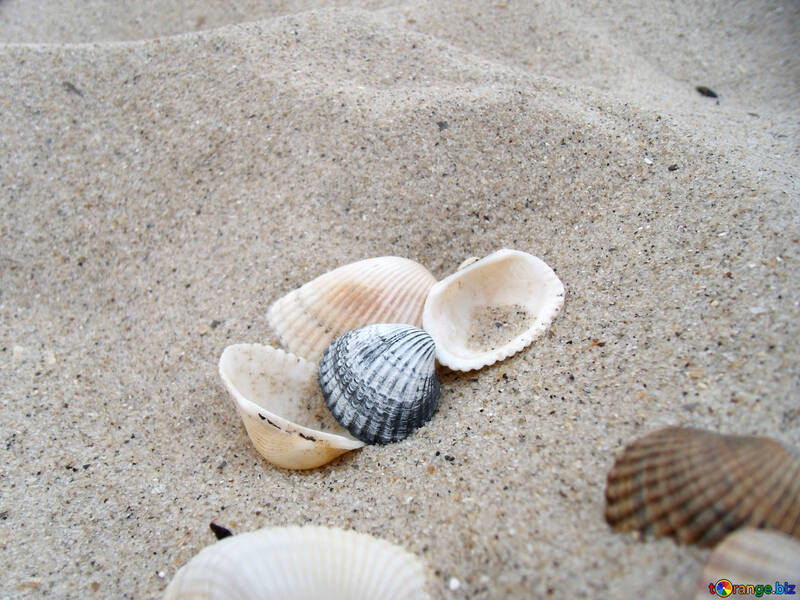 貝殻、砂の中 №13617