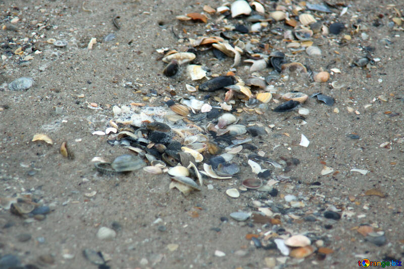 Coquillages dans le sable №13857