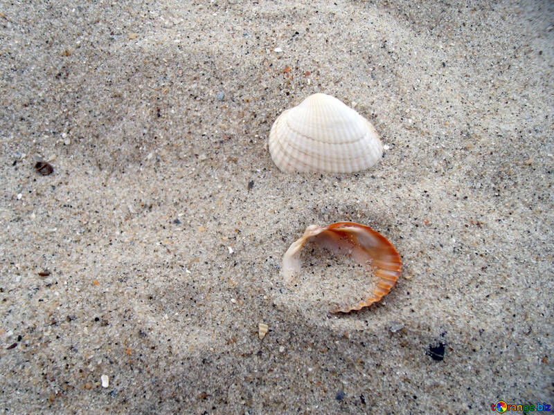 Shells in the sand №13513