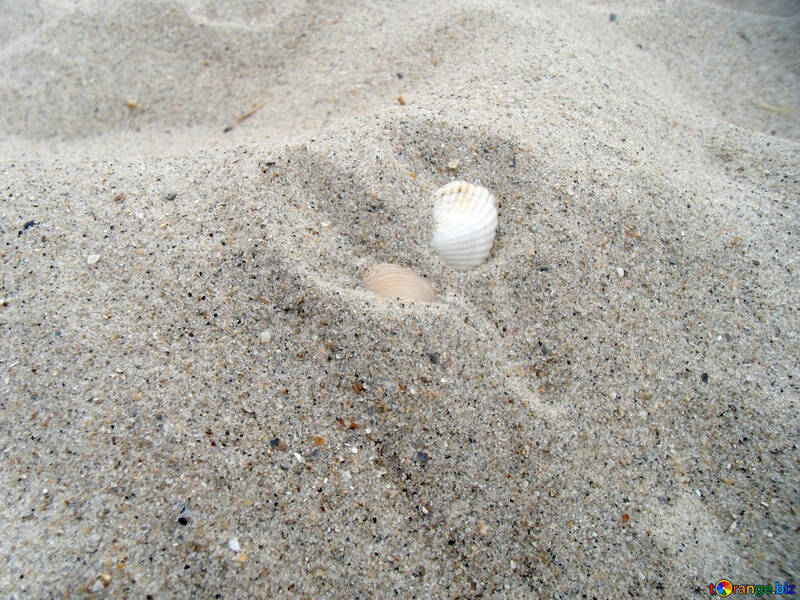 貝殻、砂の中 №13526